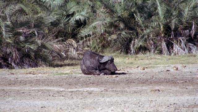 African Buffalo