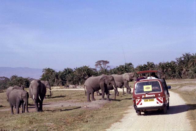 Elephants crossing in front of a van