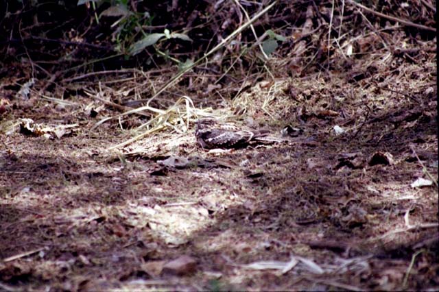 Montange Nightjar