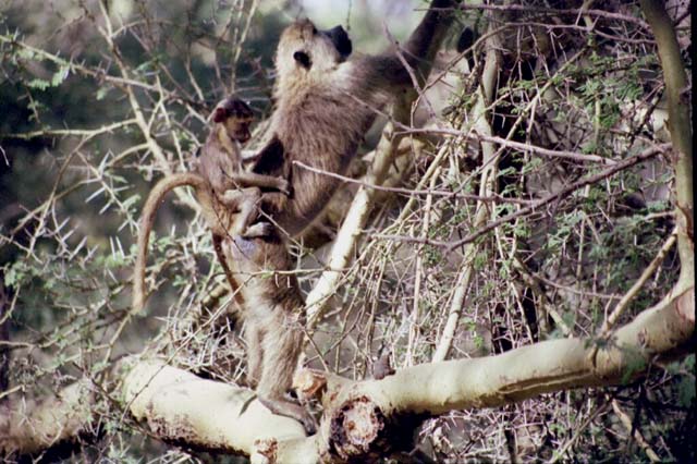 Female baboon with baby