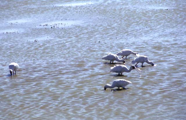 African Spoonbill