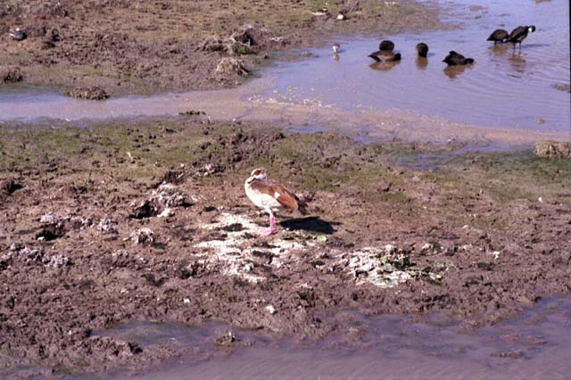 Egyptian Goose