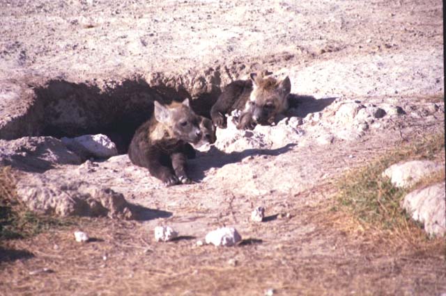 Baby hyenas