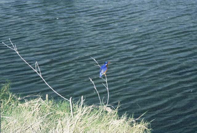 Malachite Kingfisher