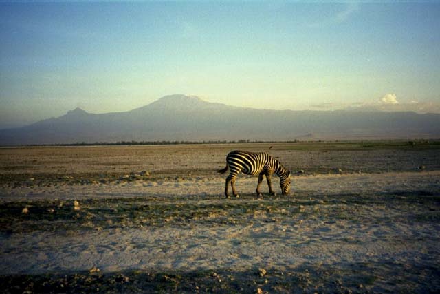 Zebra in front of Mt. Kilimanjaro