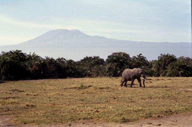 Elephant in front of Kilimanjaro