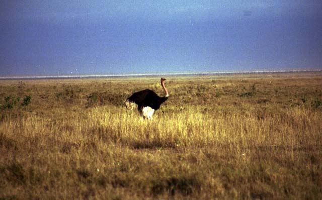 Male masai ostrich