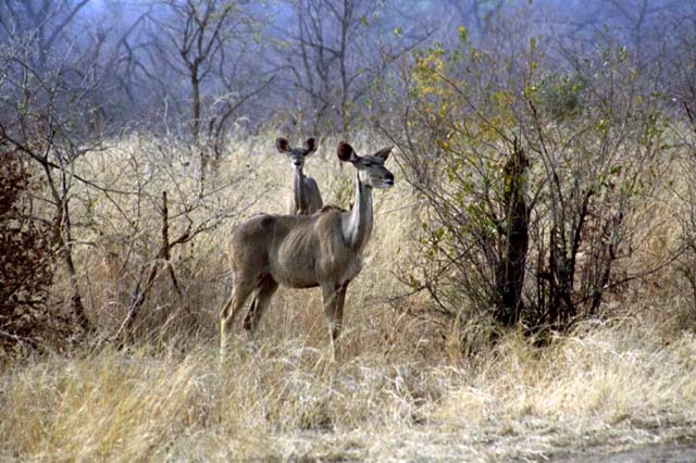 Female kudu