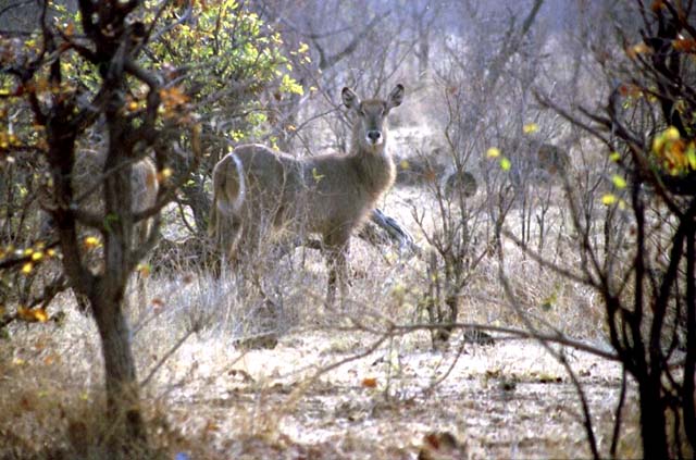 Female Waterbuck