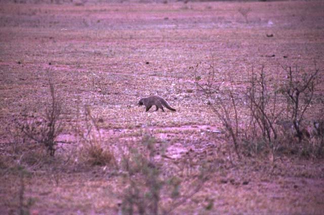 Banded Mongoose