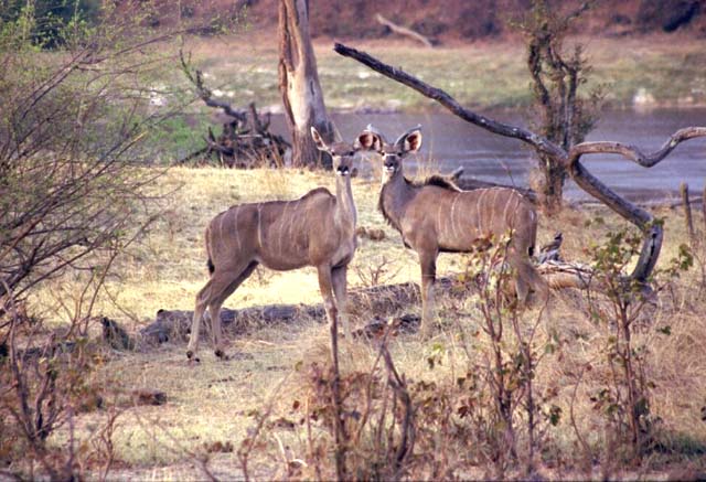 female & male Kudu