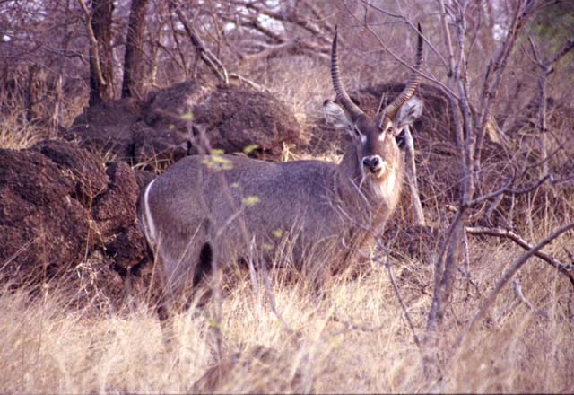 Male Waterbuck