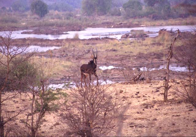 Sable antelope