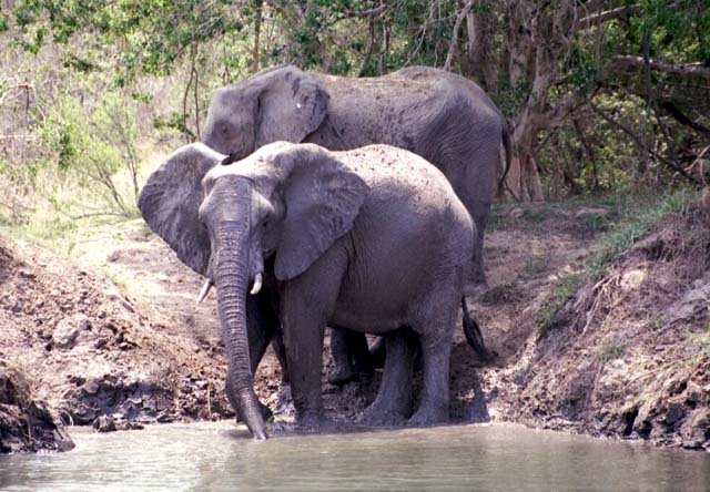 Elephants along the Zambezi River