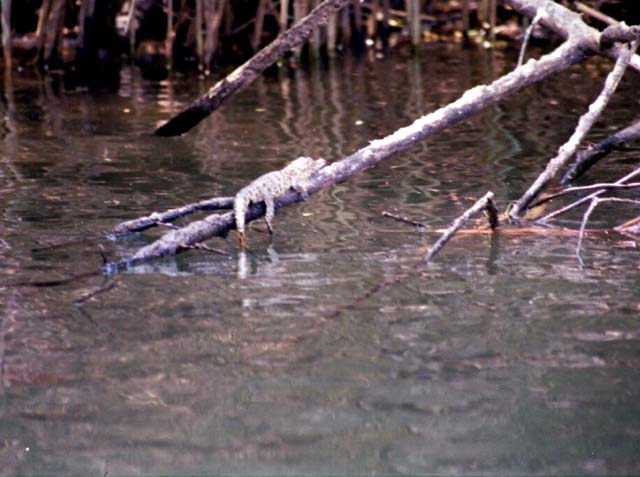 Baby crocodile on tree limb