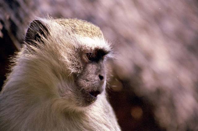 Vervet Monkey