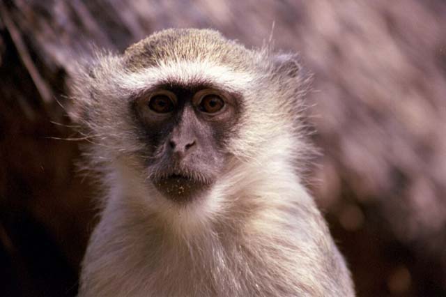 Vervet Monkey