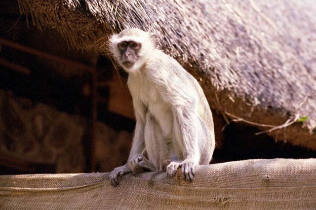 Full view of a Vervet Monkey