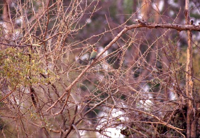 White-fronted Bee-eater