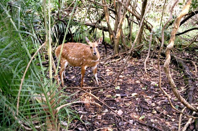 Bushbuck