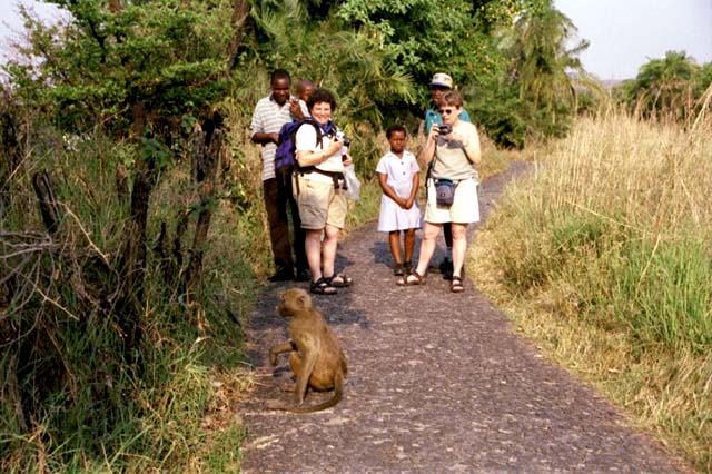 A baboon crosses the path in front of Rebecca & others