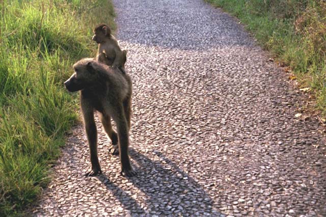 Female baboon with baby