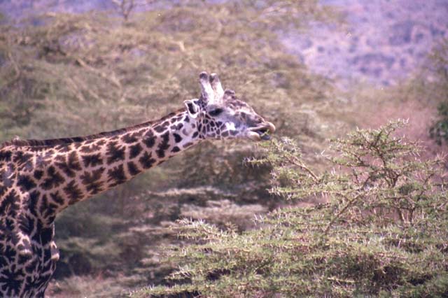 Giraffe eating with bird on its neck