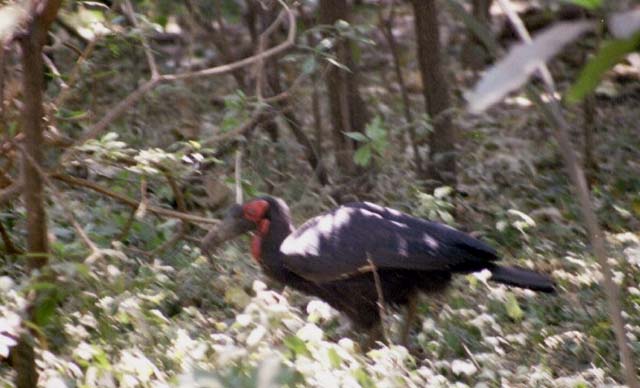 Ground Hornbill