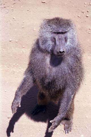 Baboon standing next to our safari van