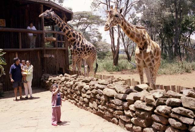 Giraffe Center in Nairobi