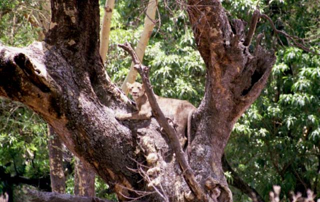 Female lion in a tree