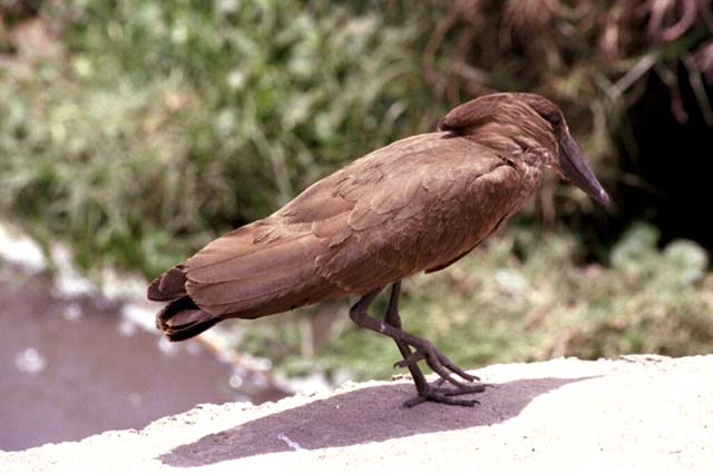 A Hamerkop