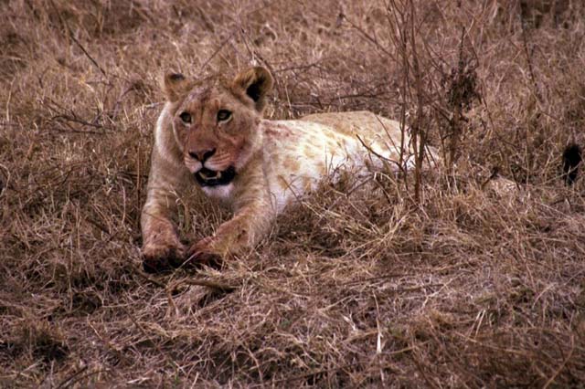 A lion resting after dining on a wildebeest