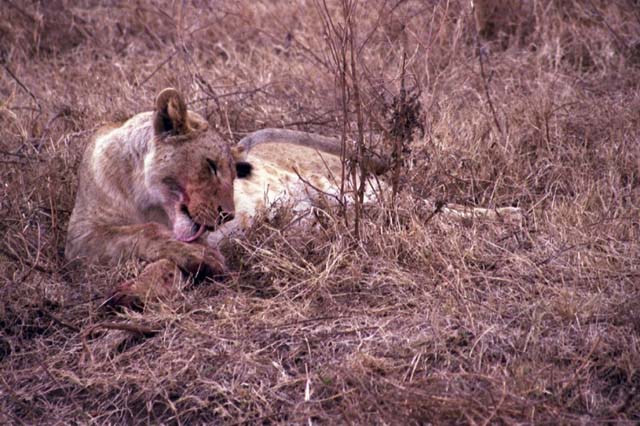 Lion  licking paws after eating