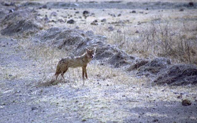 Golden Jackal