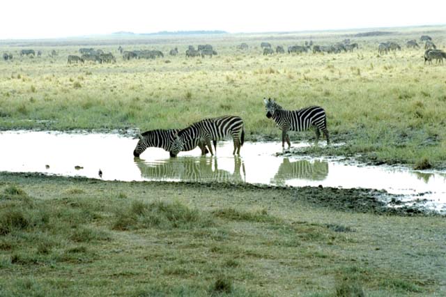 Zebras at Ngorongoro Conservation Area