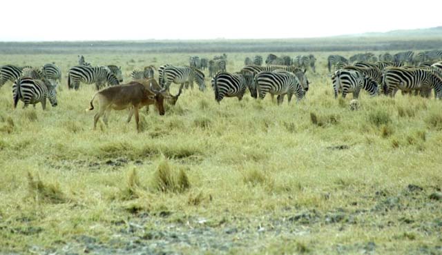 Zebras with Red Hartebeest