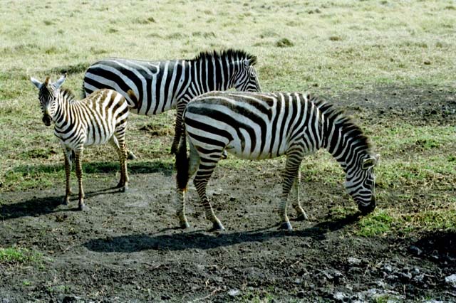 Zebras