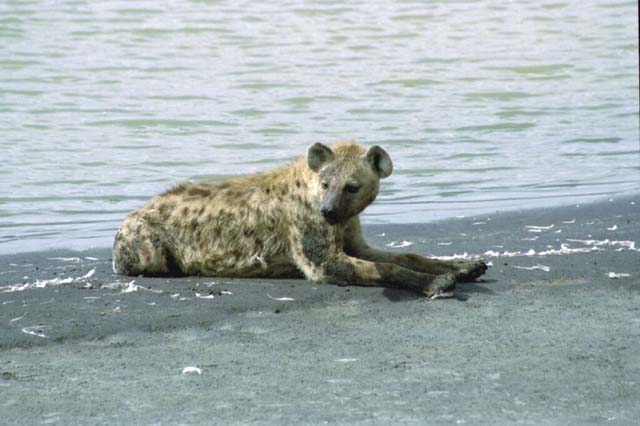 Spotted Hyena