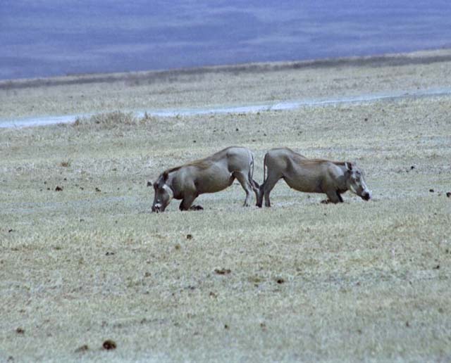 2 Warthogs eating