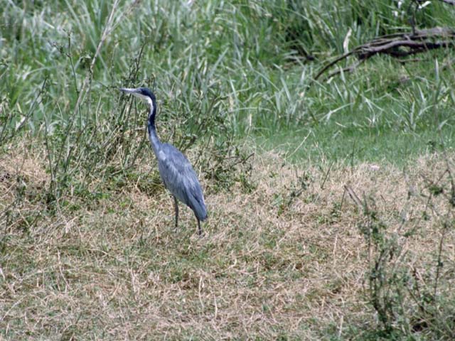 Black-headed Heron