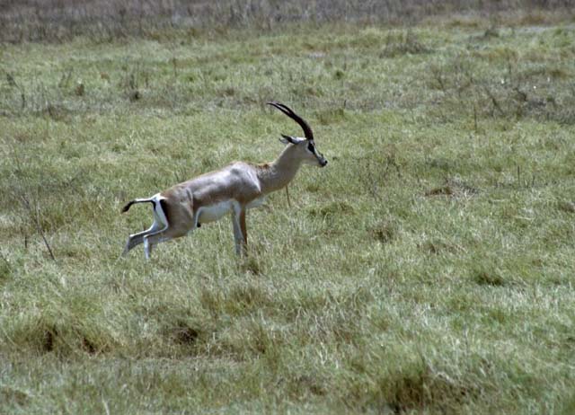 Grant's Gazelle