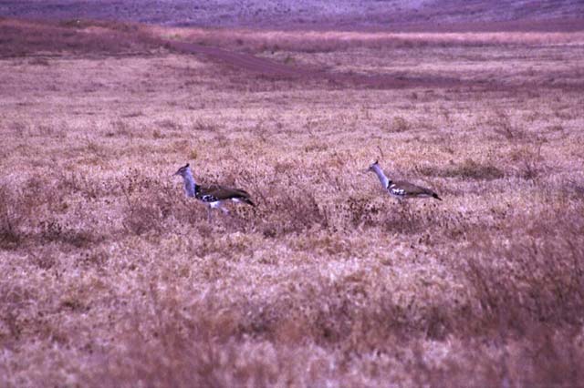 Kori Bustards