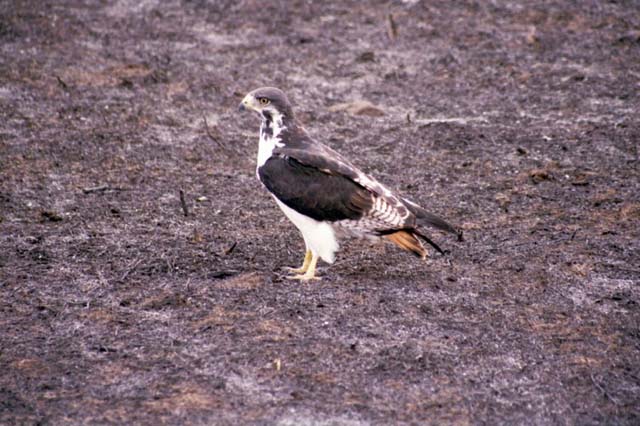 Augur Buzzard