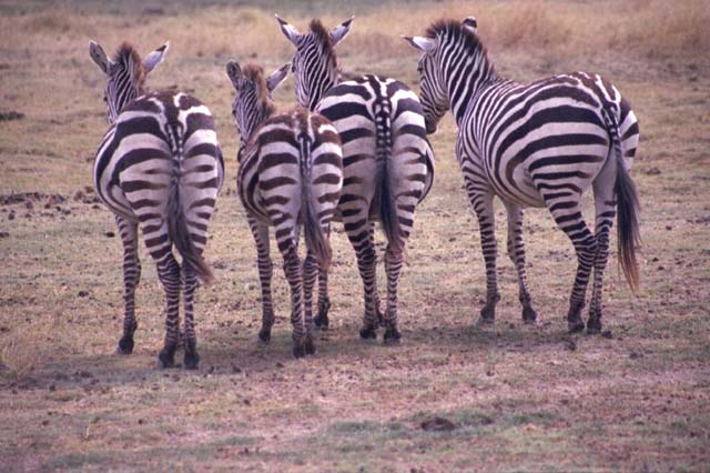 Zebras