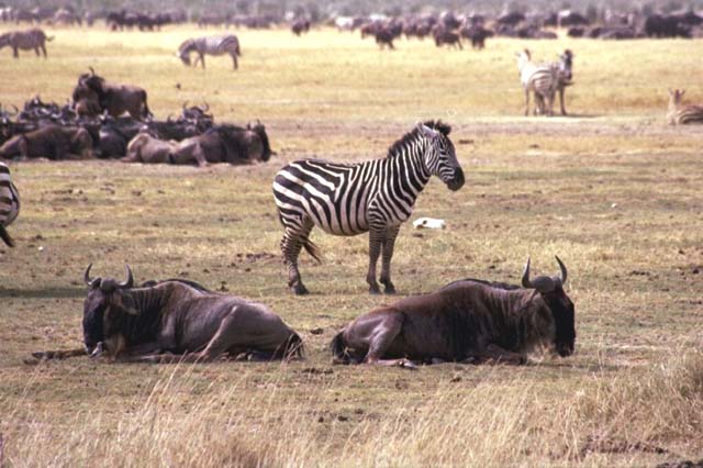 Zebras with Wildebeest