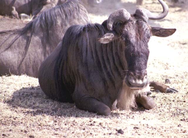 Wildebeest