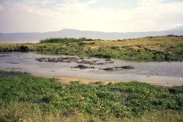 Hippos at Ngorongoro