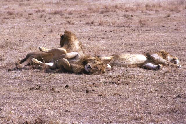 3 brother lions sleeping