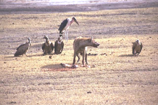 Hyena with vultures nearby